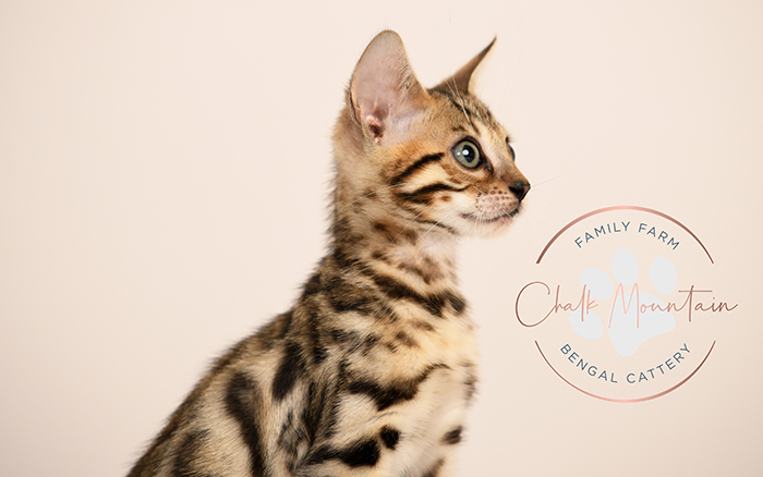 Exotic Bengal kitten with stunning markings available in San Antonio Texas
